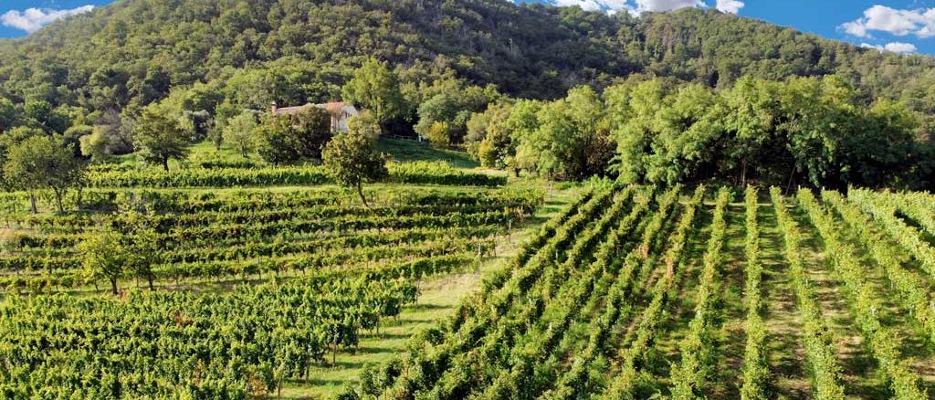 Ca' Lustra Zanovello, azienda vitivinicola biologica nel cuore dei Colli Euganei, Podere Venda