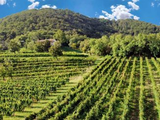 Ca' Lustra Zanovello, azienda vitivinicola biologica nel cuore dei Colli Euganei, Podere Venda