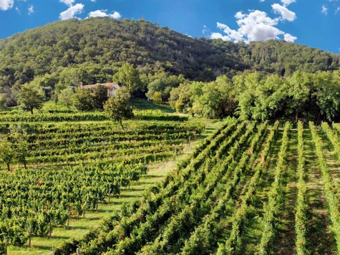 Ca' Lustra Zanovello, azienda vitivinicola biologica nel cuore dei Colli Euganei, Podere Venda