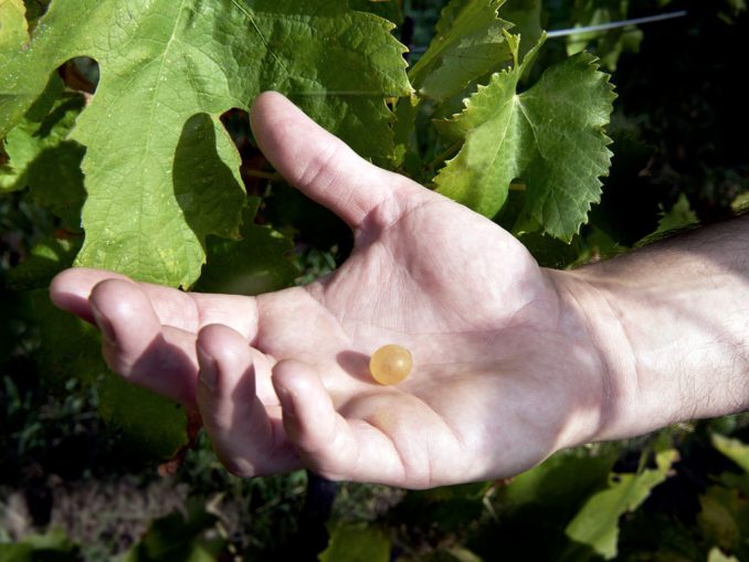 Ca' Lustra Zanovello, azienda vitivinicola biologica nel cuore dei Colli Euganei, un chicco di oro giallo