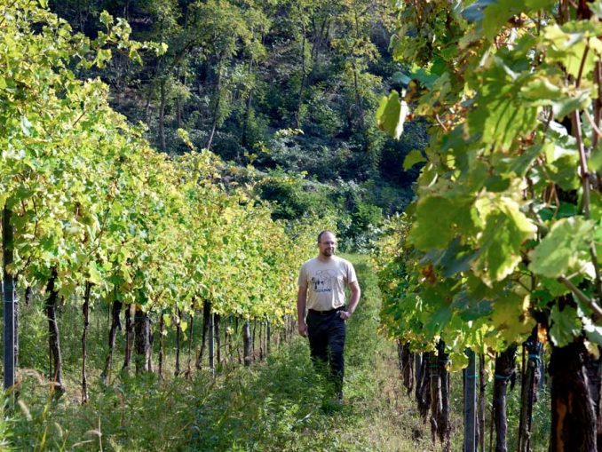 Ca' Lustra Zanovello, azienda vitivinicola biologica nel cuore dei Colli Euganei, Marco Zanovello nel vigneto