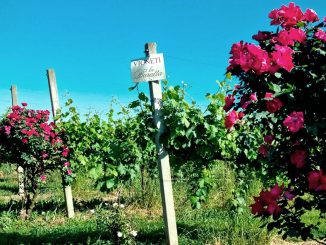 ODE blog, Il Sogno nel Pozzo, i vigneti di Pinot Nero La Baratta