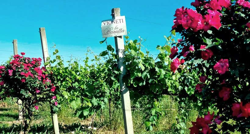 ODE blog, Il Sogno nel Pozzo, i vigneti di Pinot Nero La Baratta
