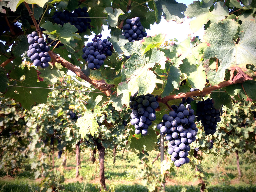 ODE interview - La Produzione Vitivinicola come risultato del Valore Identitario, uve rosse, Ronco Penasa 4
