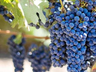 Export di vino e prodotti alimentari tipici